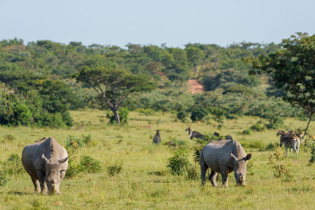 Elephants Crossing Welgevonden Doğa Koruma Alanı Dış mekan fotoğraf