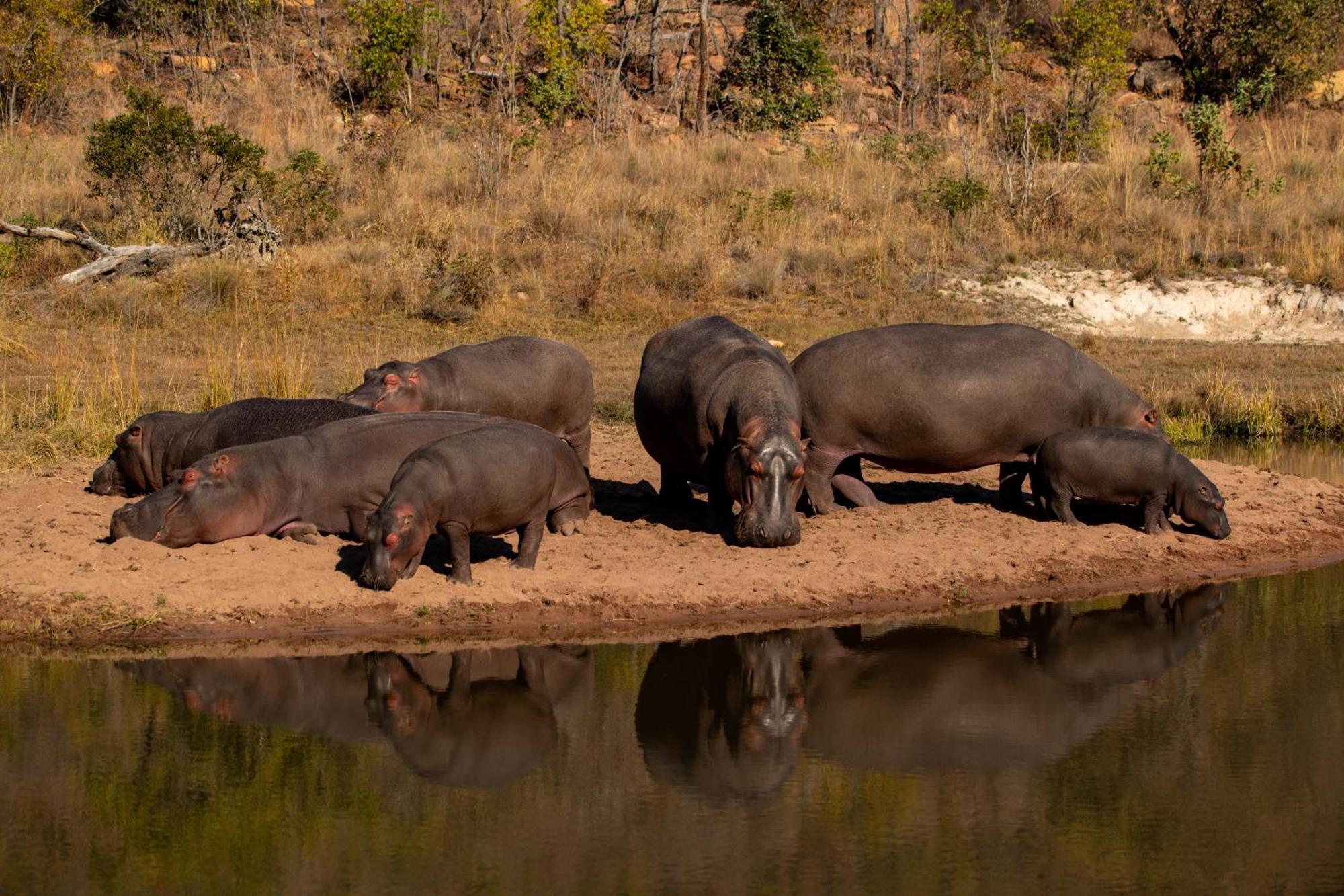 Elephants Crossing Welgevonden Doğa Koruma Alanı Dış mekan fotoğraf
